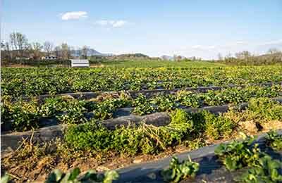 中原農(nóng)業(yè)旅游發(fā)展探究