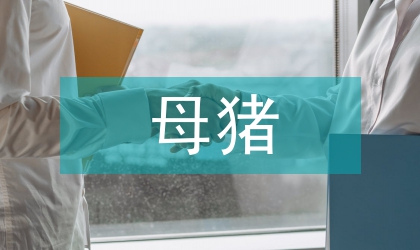 瘦肉型母豬的適度調(diào)控